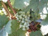 Property of GermanWineEstates.